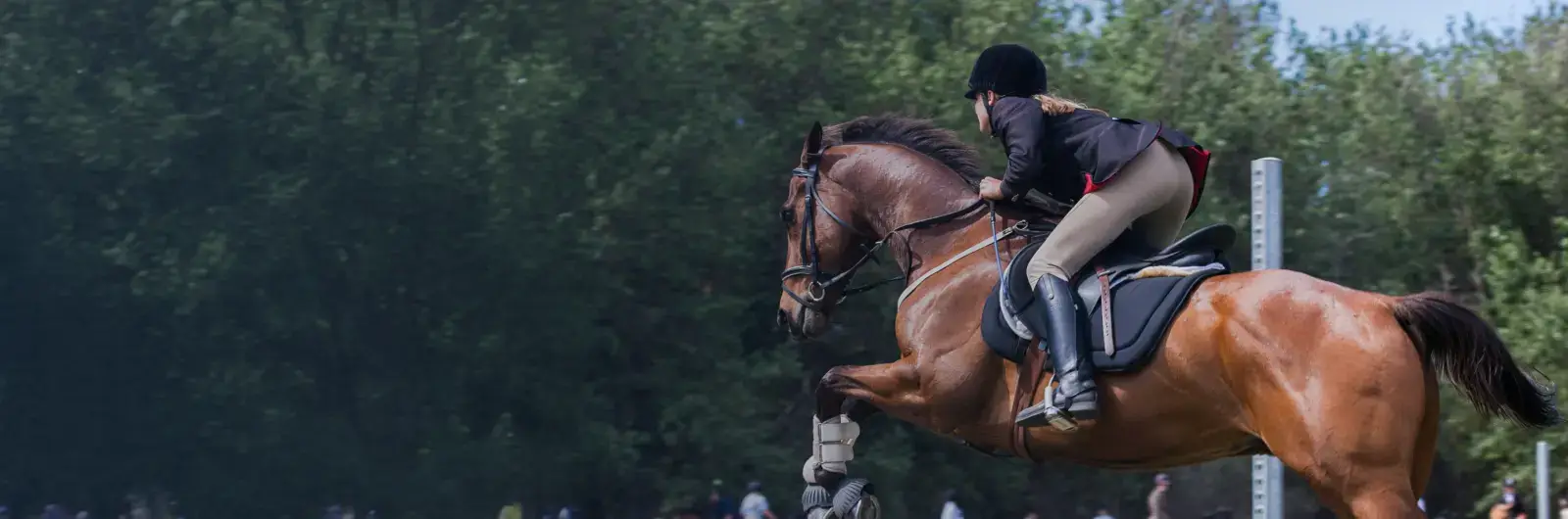 The Equine Market hero banner