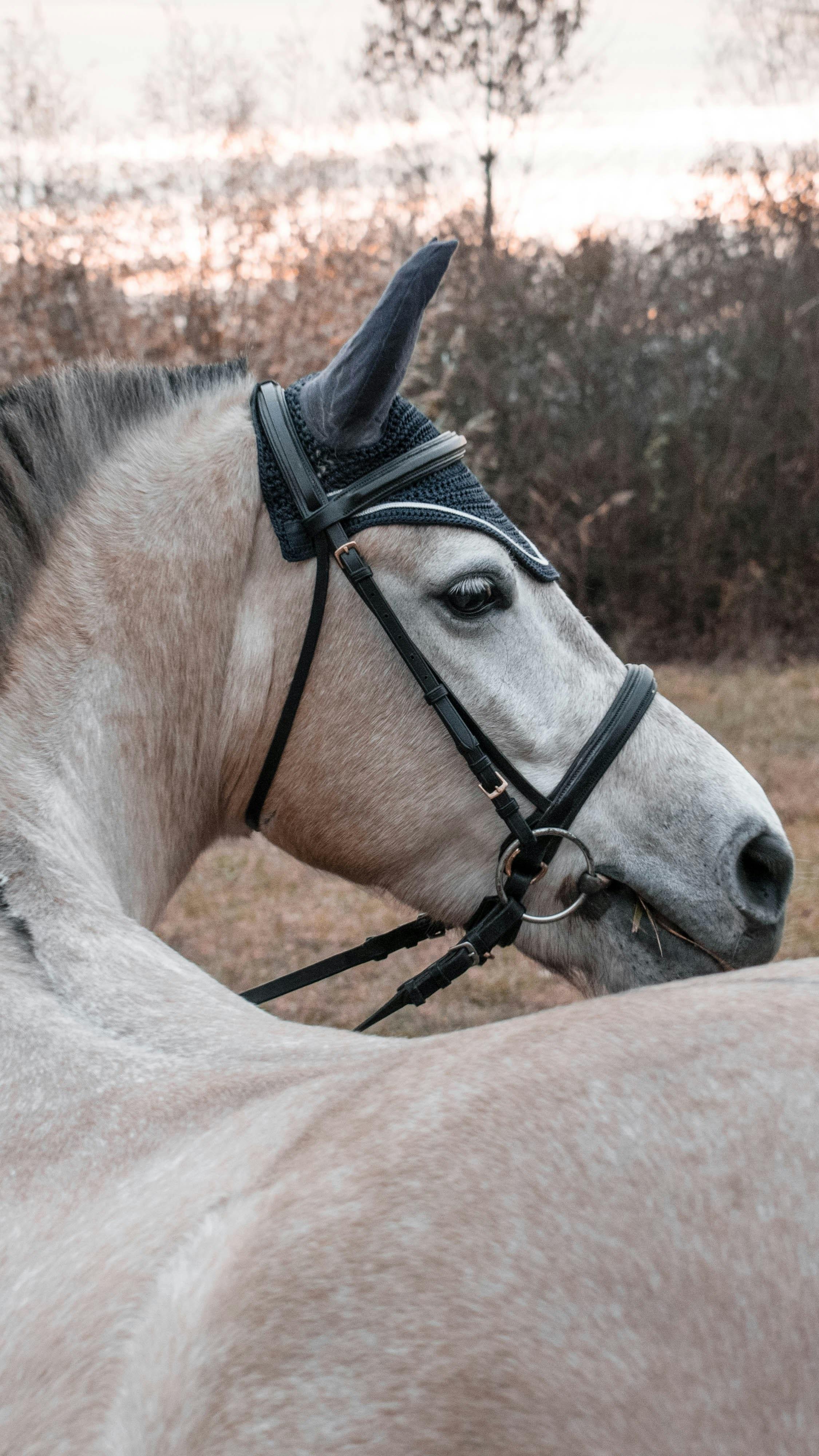 Browsing equestrian listings